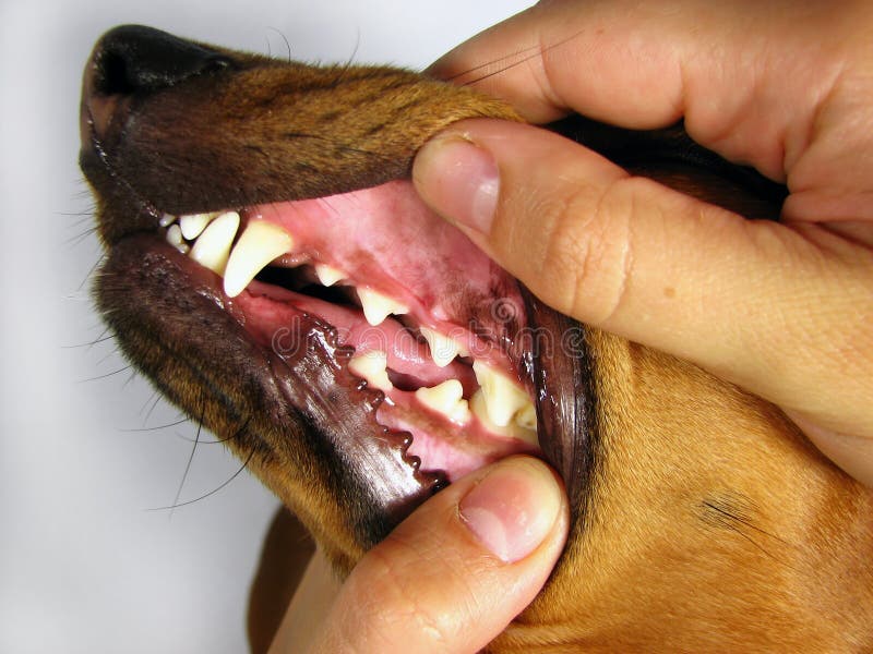 A Jezevčík plemeno psa vypadající zuby.