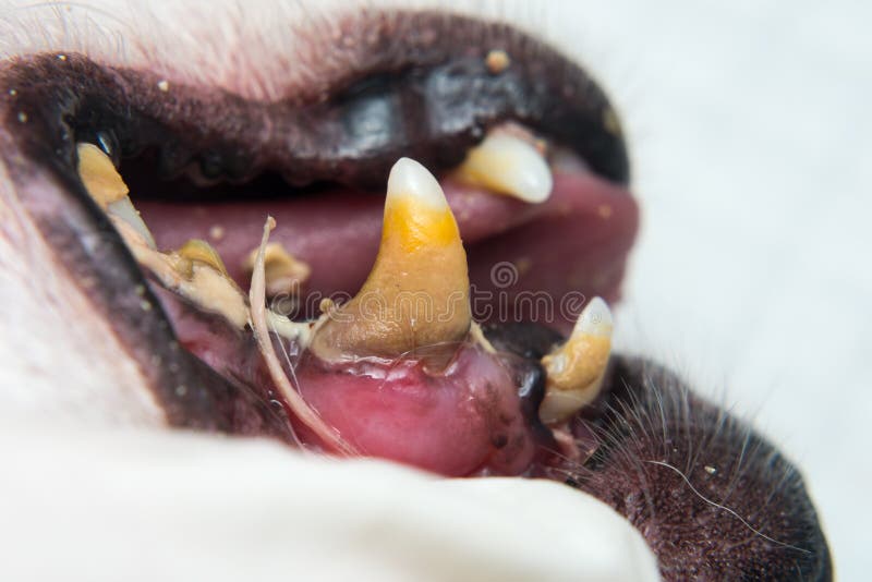 Dog Teeth with Tartar or Bacterial Plaque before Scalling Stock Image