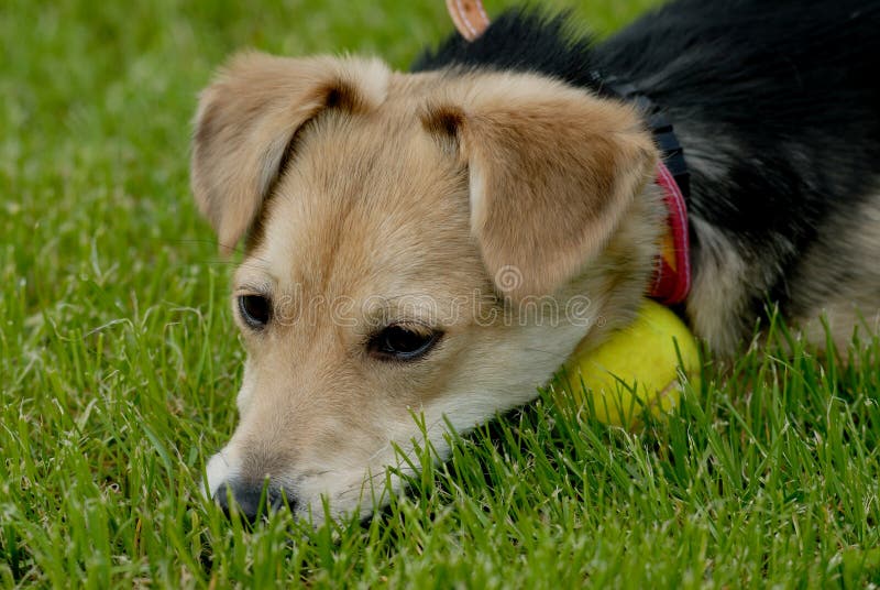 Dog with tennis-ball