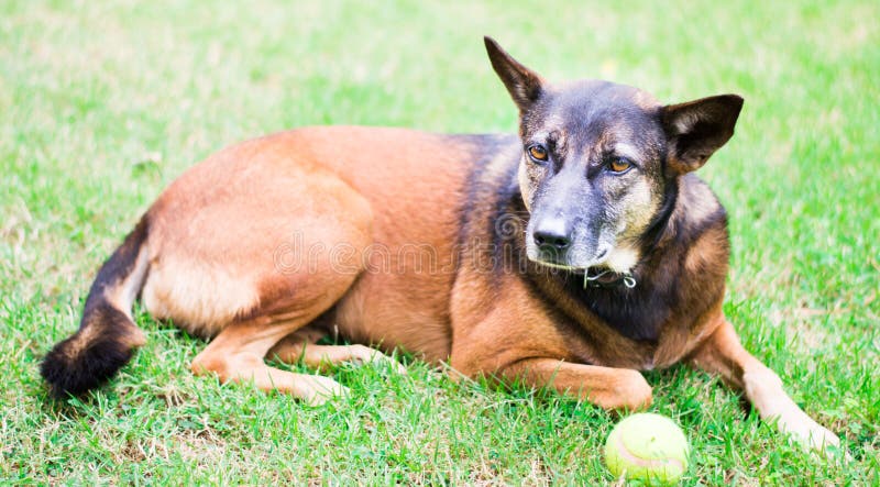 Dog with a tennis ball stock image Dog with a tennis ball stock image