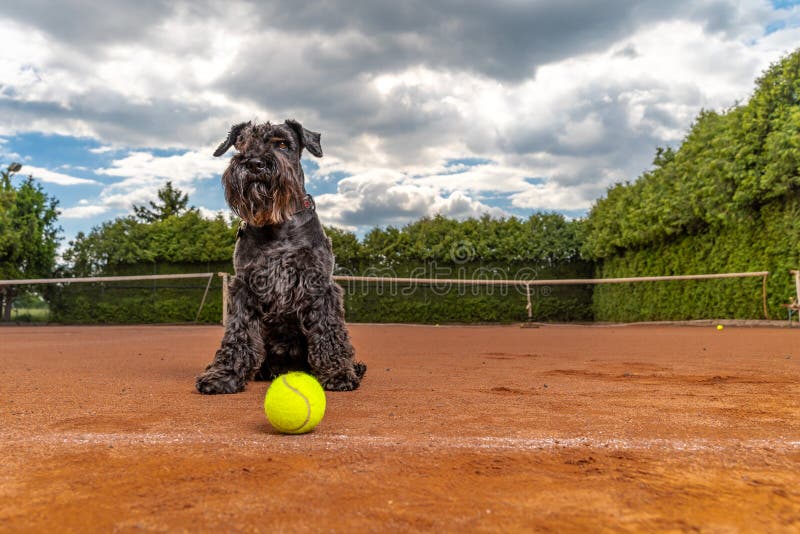 Dog on a Tennis Court with Balls Stock Photo Image of nose, open