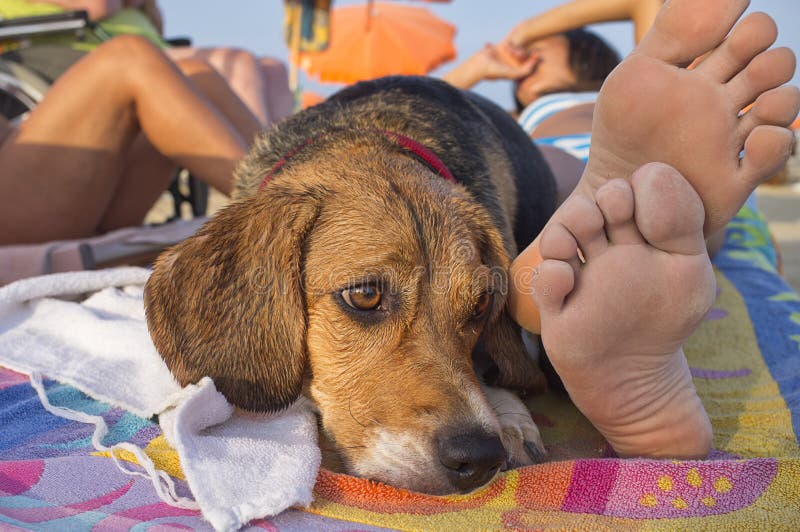Dog thoughtful. Wet dog with thoughtful eyes stock images Dog thoughtful. Wet dog with thoughtful eyes stock images