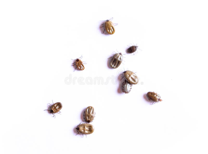 silverback ticks silverback ticks