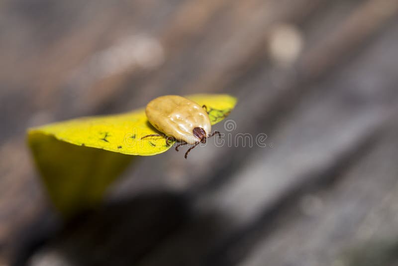 3,341 Dog Tick Stock Photos Free & RoyaltyFree Stock Photos from