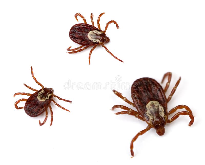 Dog Ticks. Three American Dog Ticks (Dermacentor variabilis) isolated on white background royalty free stock photo Dog Ticks. Three American Dog Ticks (Dermacentor variabilis) isolated on white background royalty free stock photo