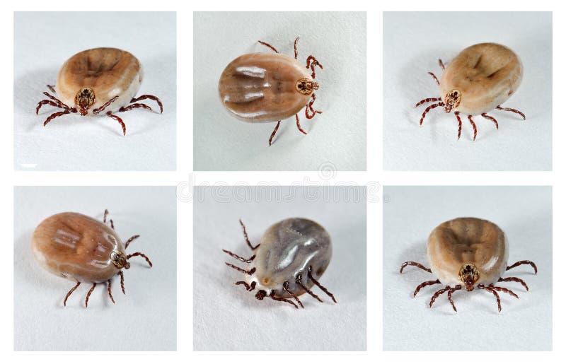 Dog Ticks stock image. Image of parasite, crawling, animals 14324495