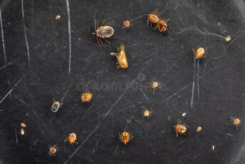 Dog Ticks and Flea Under Microscope for Study in Laboratory. Stock