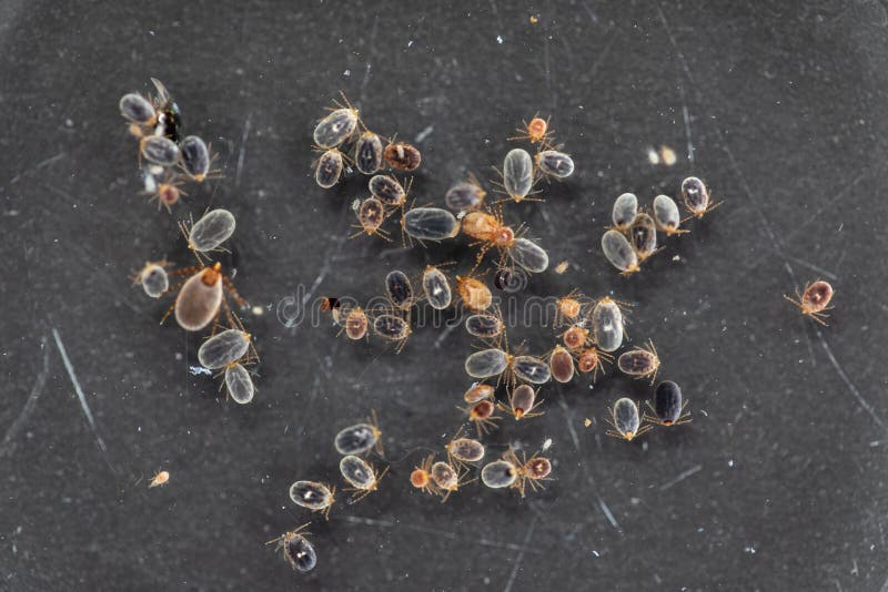 Dog Ticks and Flea Under Microscope for Study in Laboratory. Stock