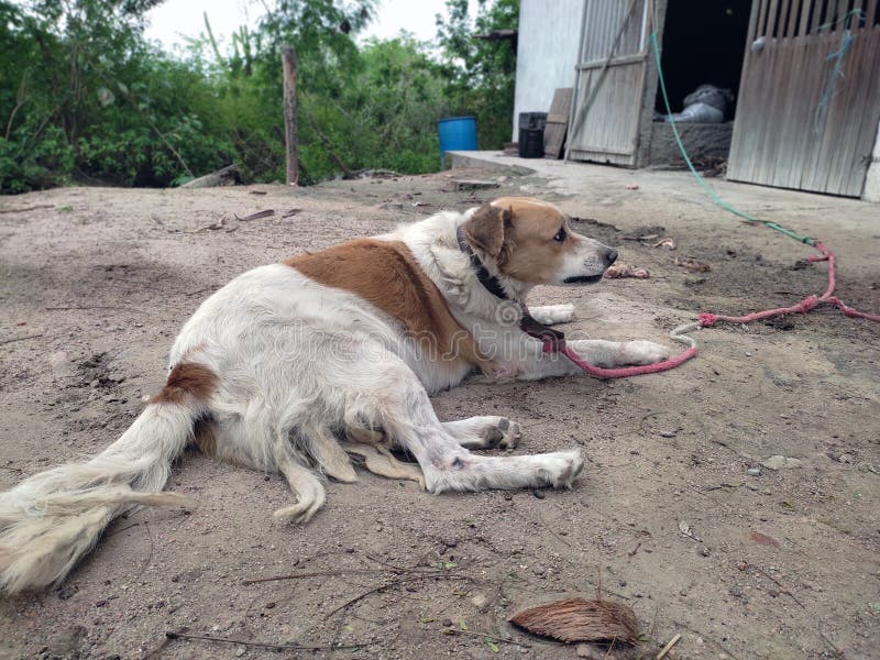 Dog tied to rope 1 stock photo. Image of person, sports 247986320