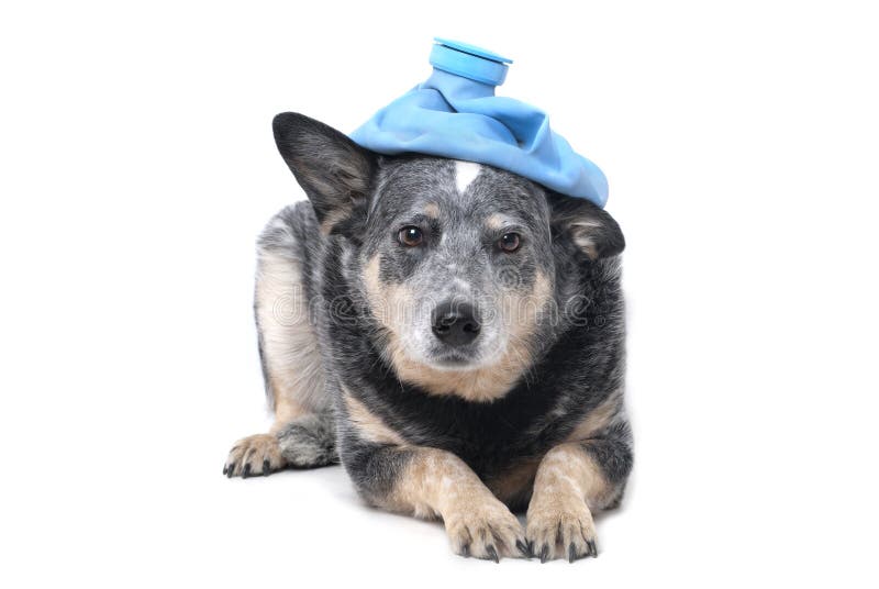 417 Dog Ice Pack Stock Photos Free & RoyaltyFree Stock Photos from
