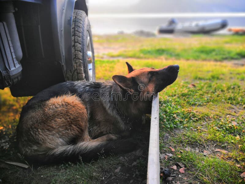 Do Dogs Get Tired From Walking