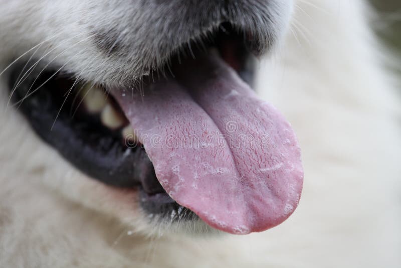 White Bump On Dogs Tongue