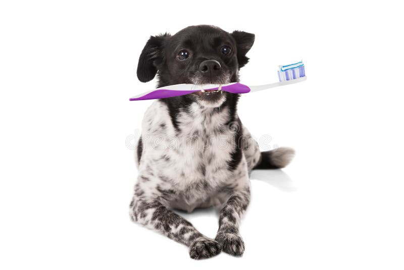Dog Holding Toothbrush In Mouth Isolated Stock Photo Image of