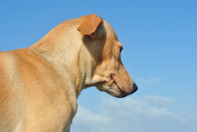Dog at the top cliff stock image. Image of edge, standing 118706531