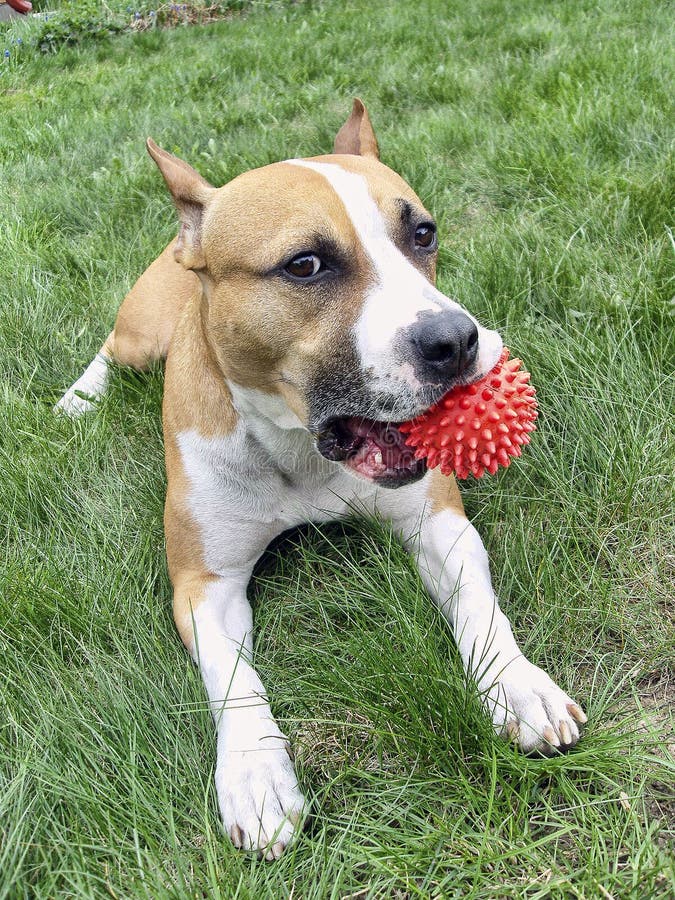 Dog with toy. Big dog with toy in his mouth royalty free stock photo Dog with toy. Big dog with toy in his mouth royalty free stock photo