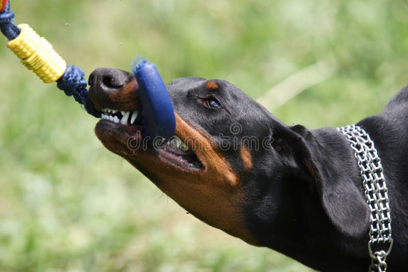 Il cane giocattolo il grande!  