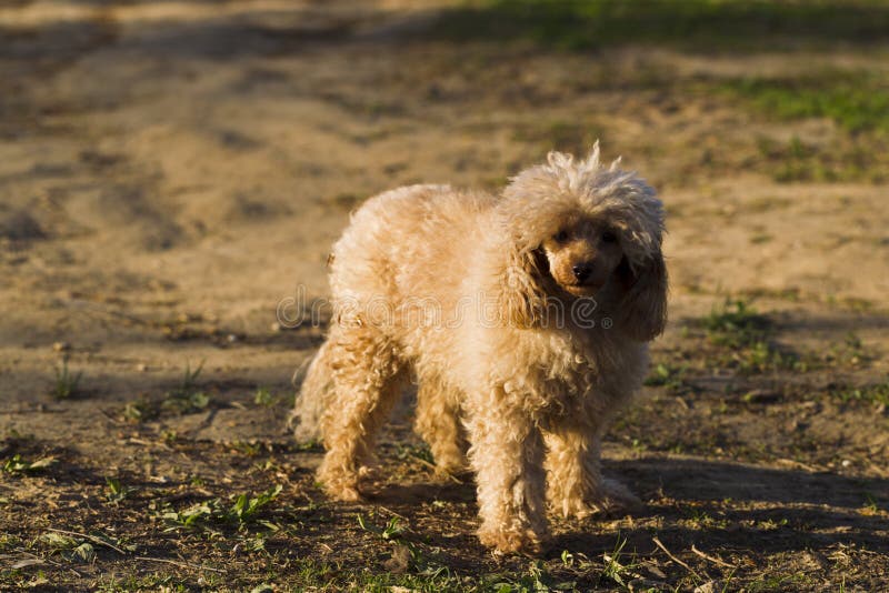 Dog Toy Poodle Apricot Color Stock Image Image of looking, shadow 71430719
