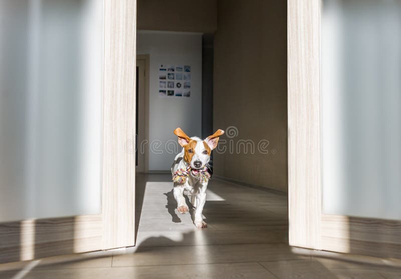 Dog with toy running at home. Puppy jack russell terrier.  stock photo