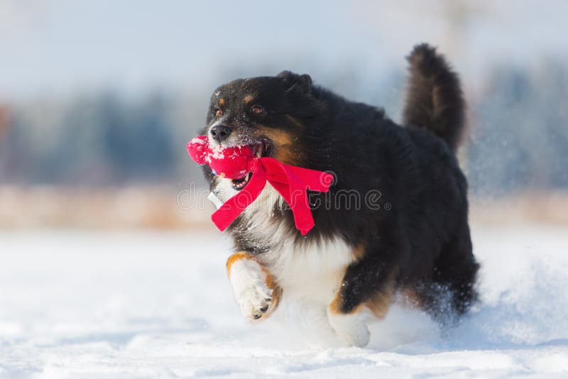 Premium Photo  Big dog runs in the snow in winter, great dane explores the  snow field
