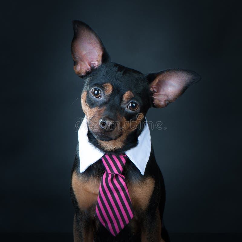 A dog, toyterrier a tie and a white collar. Education, training of dogs. stock photo A dog, toyterrier a tie and a white collar. Education, training of dogs. stock photo
