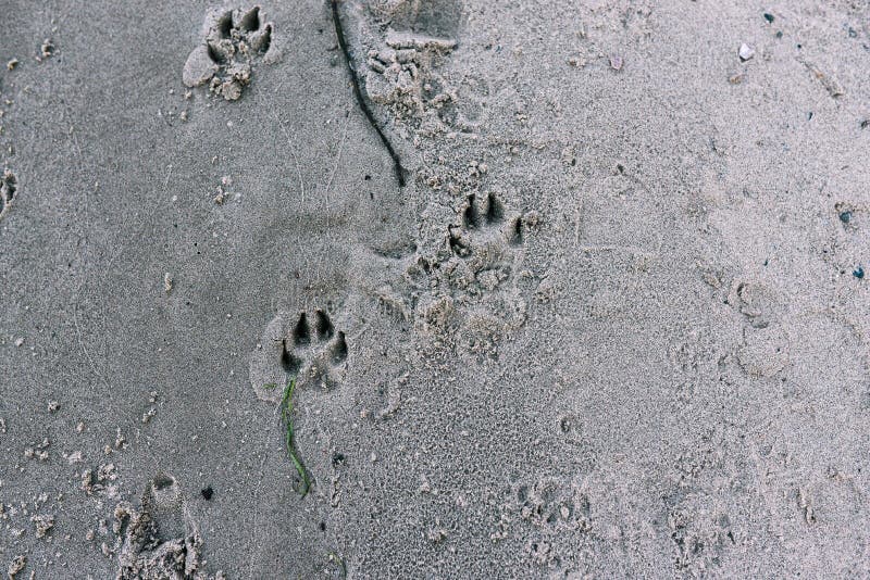 Dog tracks on the beach. Animal tracks on a sandy beach