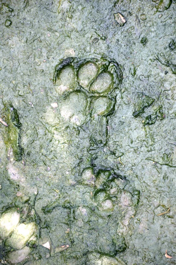 128 Dog Tracks Mud Stock Photos - Free & Royalty-Free Stock Photos from