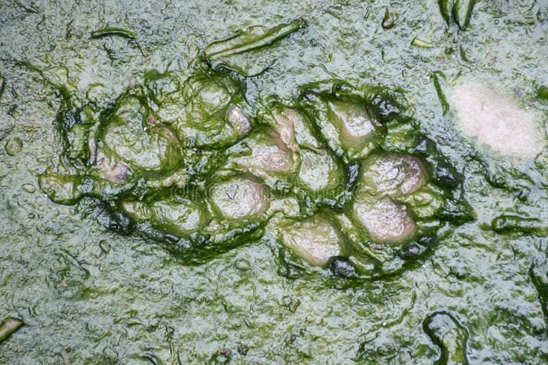 Dog tracks on the mud stock photo. Image of prints, fresh - 94543796