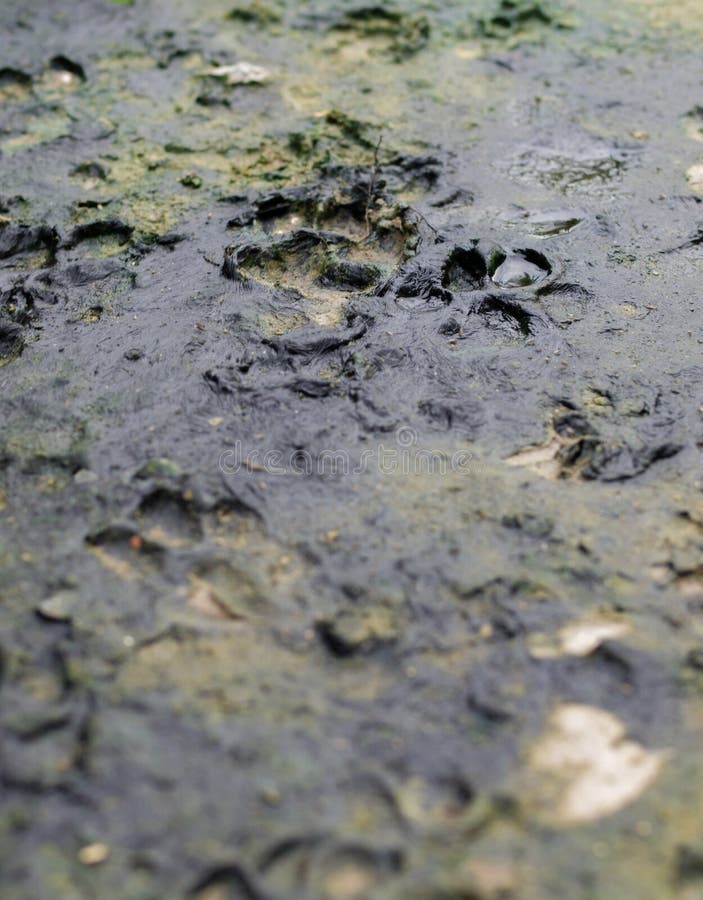 DOG TRACKS in the MUD stock photo. Image of climate, muddy - 90998288