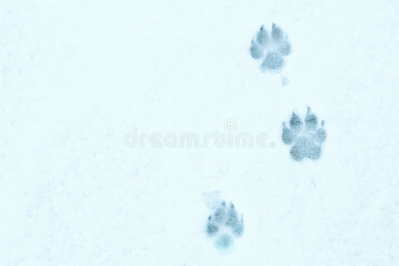 Winter snow dog tracks