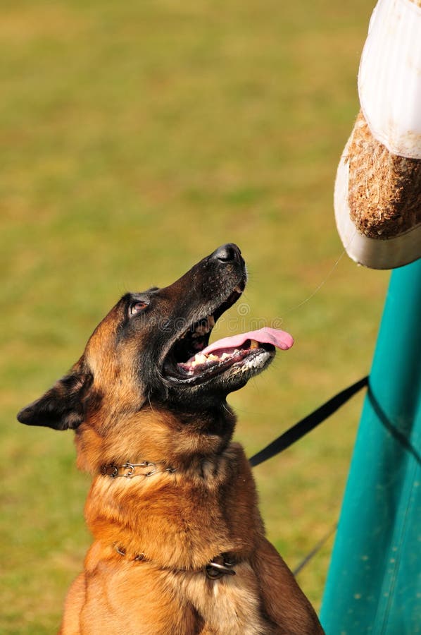 Dog training stock image. Image of black, wachhund, guard 4566777