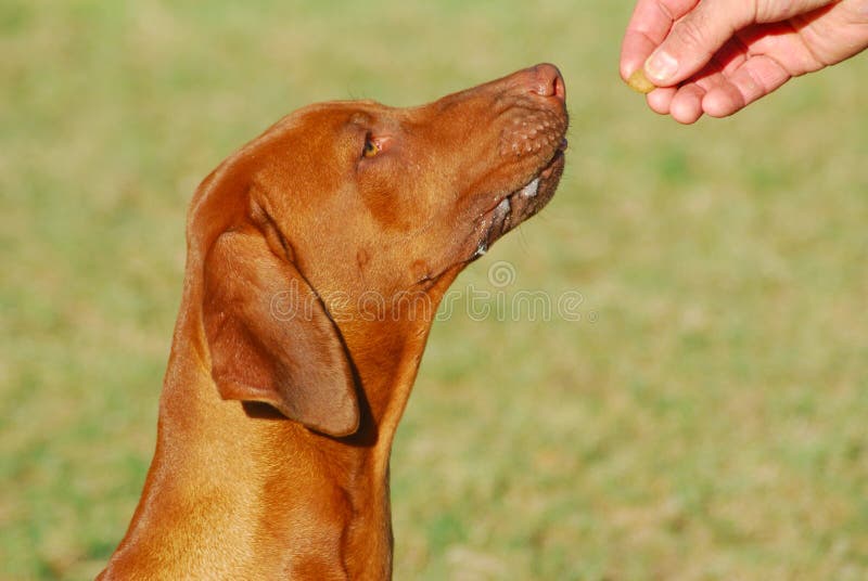 Masculino caucásico mano alimentación hígado nariz perro de caza el perro muro canino para sanar durante obediencia lección afuera.