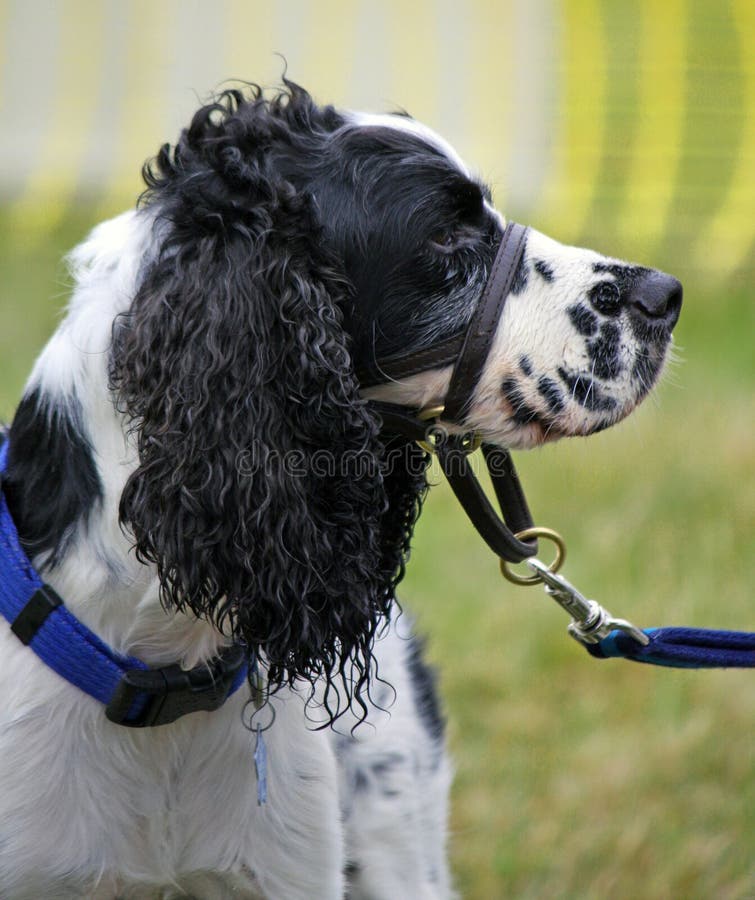 how to stop cocker spaniel pulling on lead