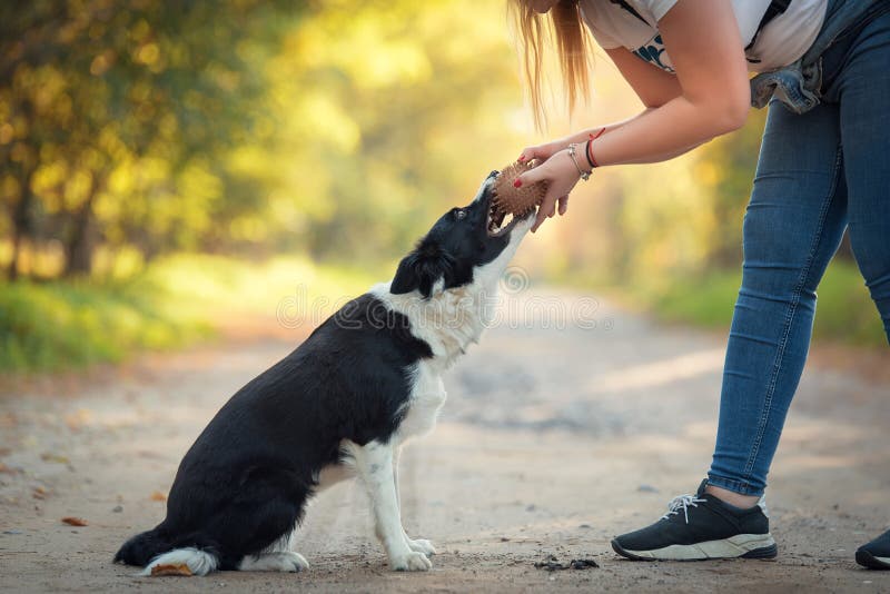 Dog Training in the Park with a Ball Stock Photo Image of breed