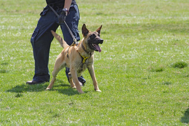 K9 dog training editorial stock image. Image of retriever 37416084
