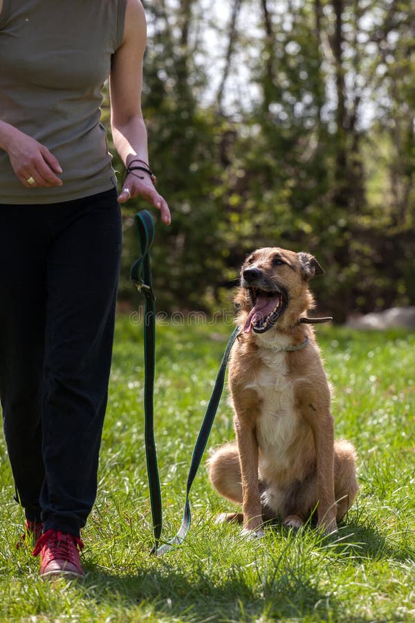 Dog Training, School for Dogs Stock Photo Image of breed, friend 53431018
