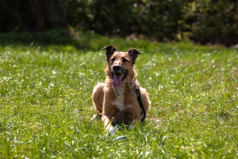 Dog Training, School for Dogs Stock Photo Image of entrainement, jump 53431174