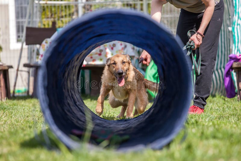 Dog Training, School for Dogs Stock Image Image of breed, male 53430007
