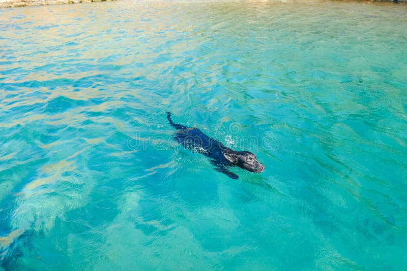 Dog Training at Sea. Animal Welfare Concept Stock Photo Image of ball