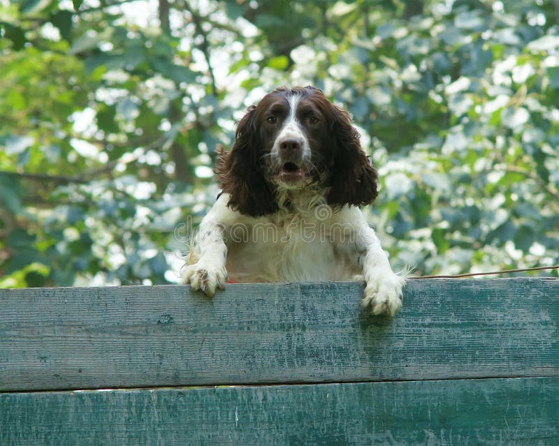 Dog training stock image Dog training stock image