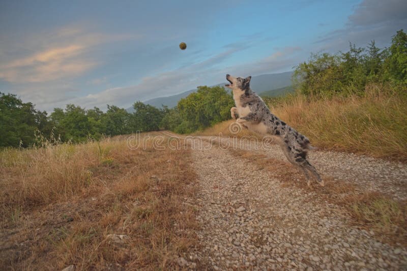 Hond sprangen probéieren Zu Fang landschaft ëmwelt.