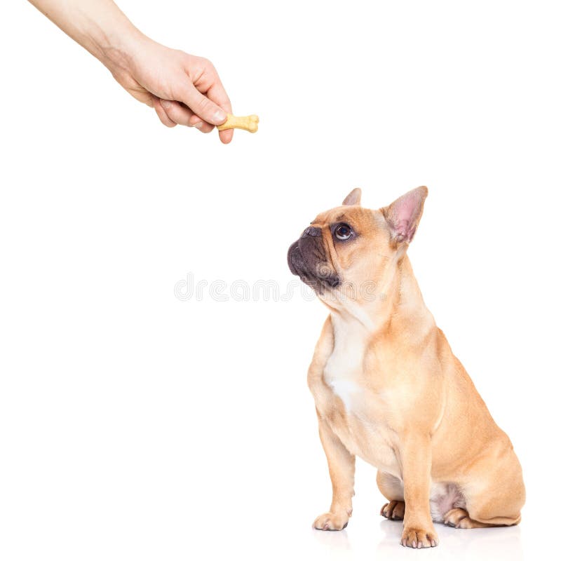Dog trat. Fawn bulldog dog getting a cookie as a treat for good behavior,isolated on white background royalty free stock photos Dog trat. Fawn bulldog dog getting a cookie as a treat for good behavior,isolated on white background royalty free stock photos