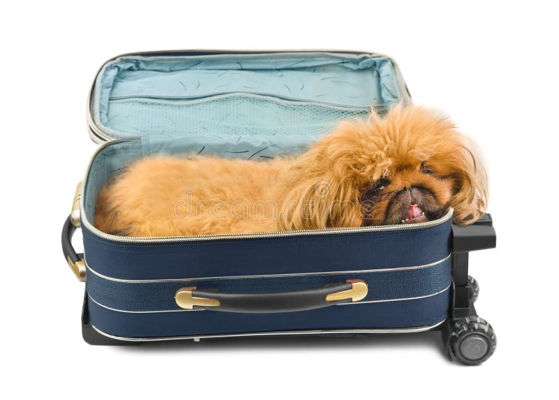 Traveling dog stock photo. Image of golden, lonely, lost 15090
