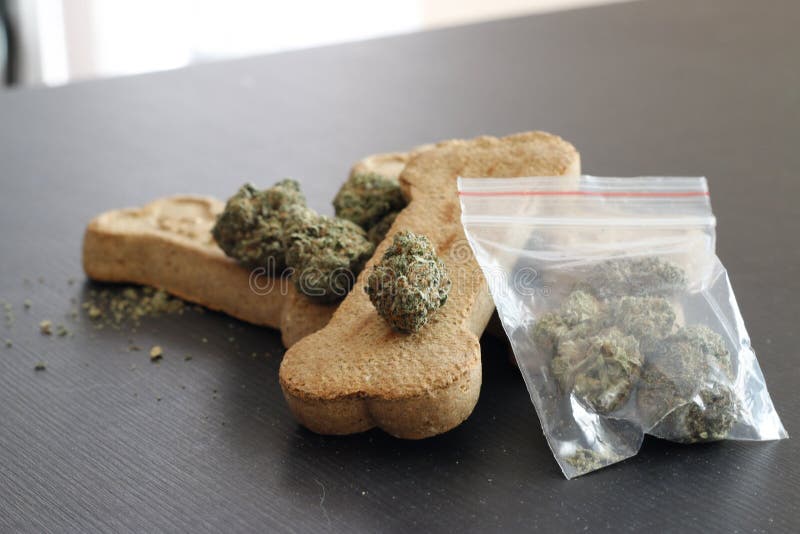 Dog Treat Bones Next To Marijuana. Theme of Marijuana and Pet Usage