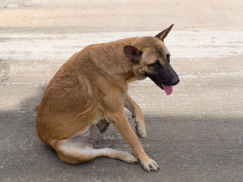 Dog Try To Scratching Its Skin. Stock Photo - Image of purebred, thai ...