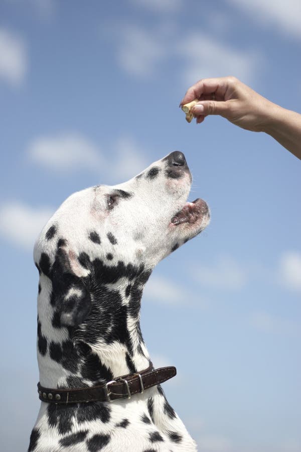 Dog is trying to get a food