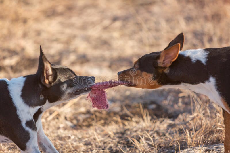 Dog Tug of War