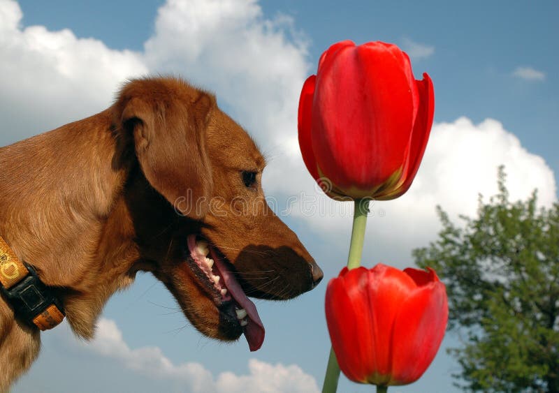 Dog with tulips stock image. Image of dutch, tulips, flower 739651