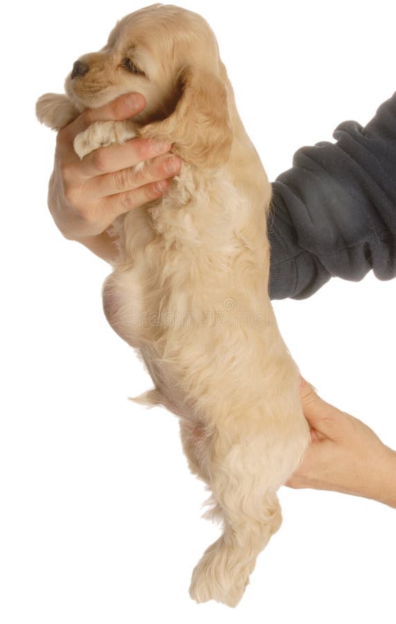 Dog with umbilical hernia stock photo Dog with umbilical hernia stock photo