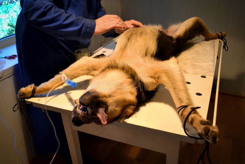 Dog under anesthesia stock photo. Image of tube, equipment 12029914