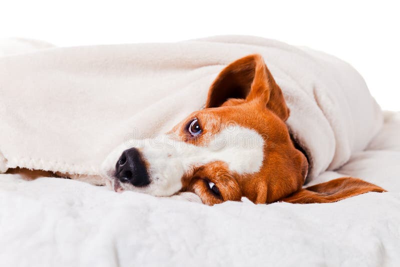 Dog Under A Blanket On White Stock Image Image 34881515